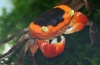 Orange Crab 1
