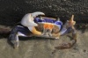 Blue-sand-crab 1
