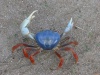 Blue crab