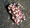 Crab