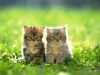 Gambar-dua-anak-kucing-lucu