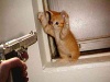 Gambar kucing lucu
