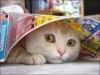 Humor-lucu-kucing-ngintip