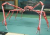 Kepiting 6