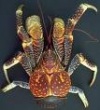 Kepiting 7