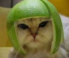 Kucing lucu 3