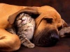Kucing lucu 4