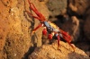 Red crab