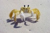 Unique crab